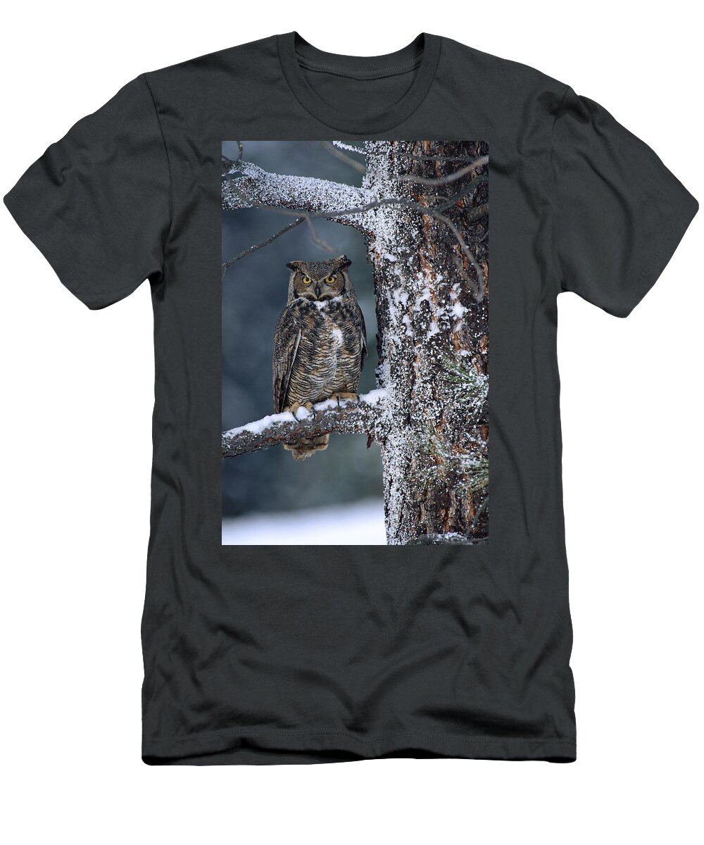 00170554 T-Shirt featuring the photograph Great Horned Owl Perched In Tree Dusted #1 by Tim Fitzharris