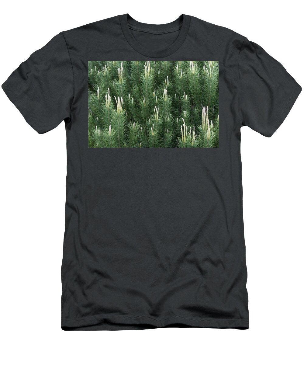 00442999 T-Shirt featuring the photograph Pine Spring Growth Santa Cruz California #1 by Sebastian Kennerknecht