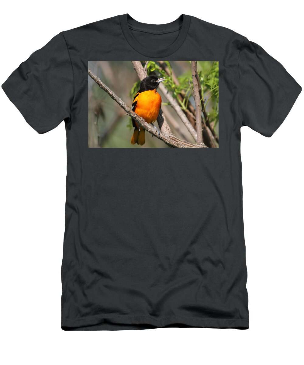 Doug Lloyd T-Shirt featuring the photograph Baltimore Oriole #3 by Doug Lloyd