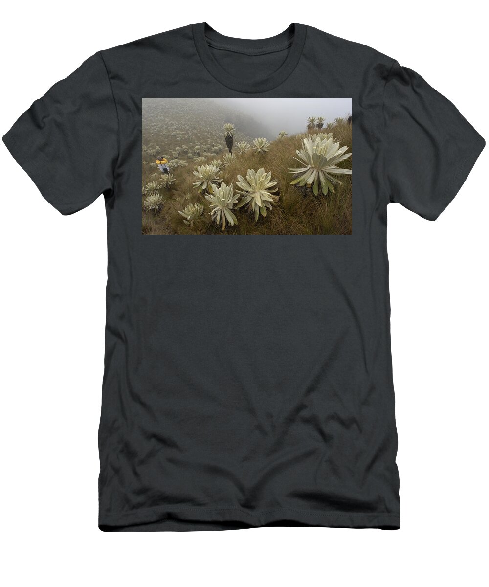 Mp T-Shirt featuring the photograph Paramo Flower Espeletia Pycnophylla #3 by Pete Oxford