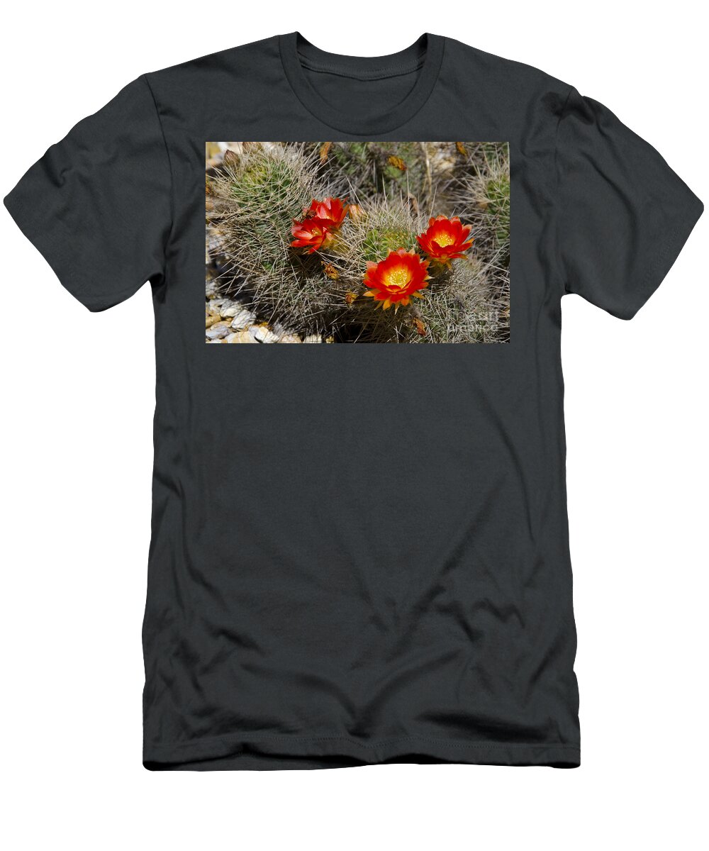 Red T-Shirt featuring the photograph Red cactus flowers #7 by Jim And Emily Bush