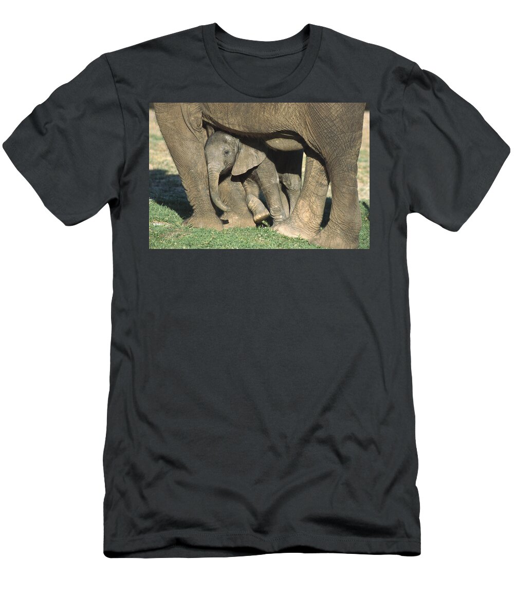 Affection T-Shirt featuring the photograph African Elephant Loxodonta Africana by San Diego Zoo