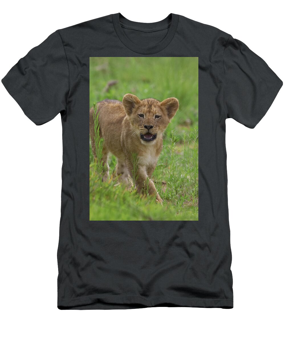 Mp T-Shirt featuring the photograph African Lion Panthera Leo Cub Calling by Zssd