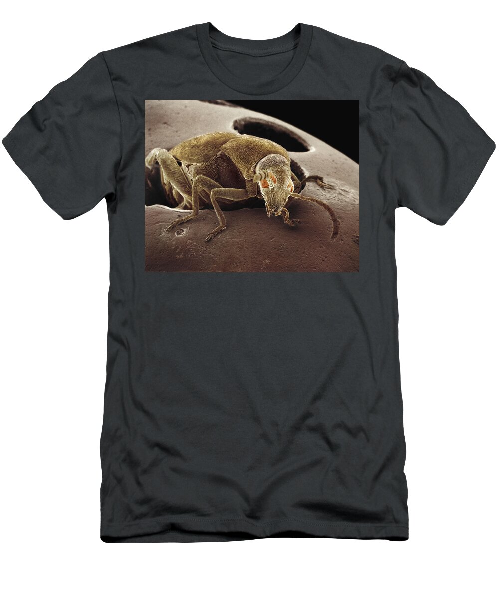 00780288 T-Shirt featuring the photograph American Seed Beetle SEM by Albert Lleal