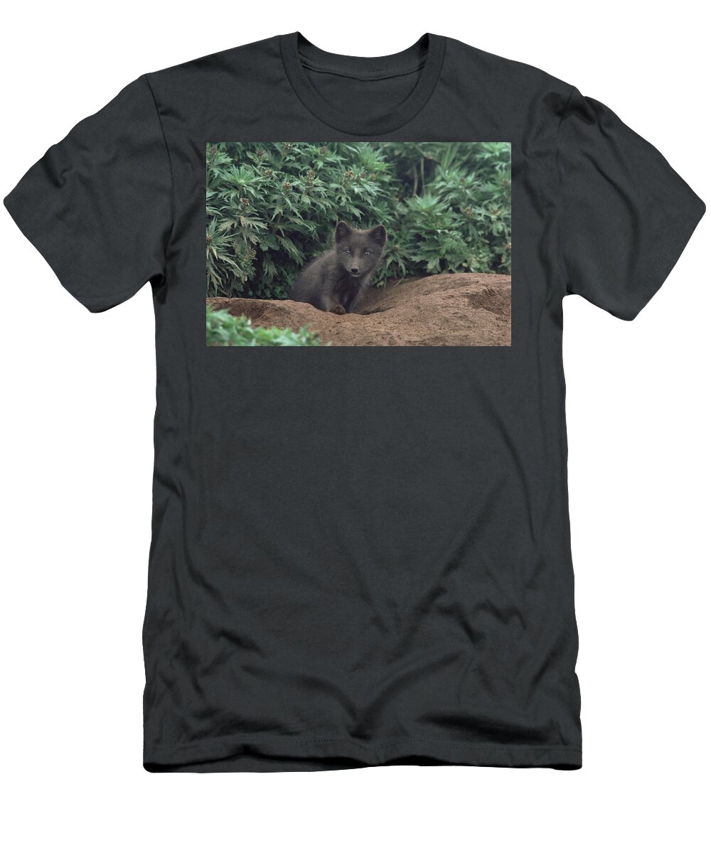 Mp T-Shirt featuring the photograph Arctic Fox Alopex Lagopus Pup At Burrow by Gerry Ellis