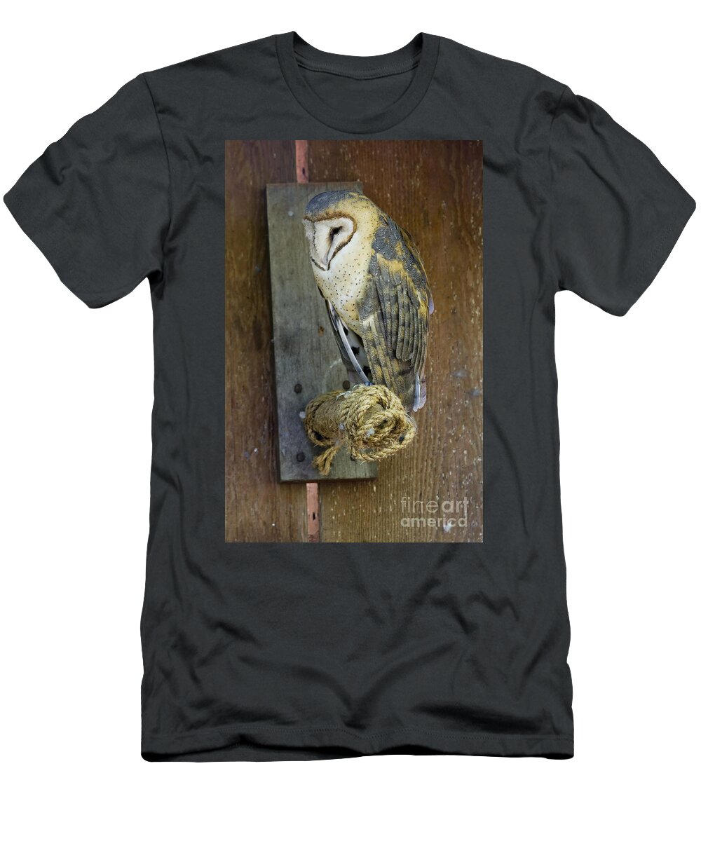 Tyto Pratincola T-Shirt featuring the photograph Barn owl at roost by Michael Dawson