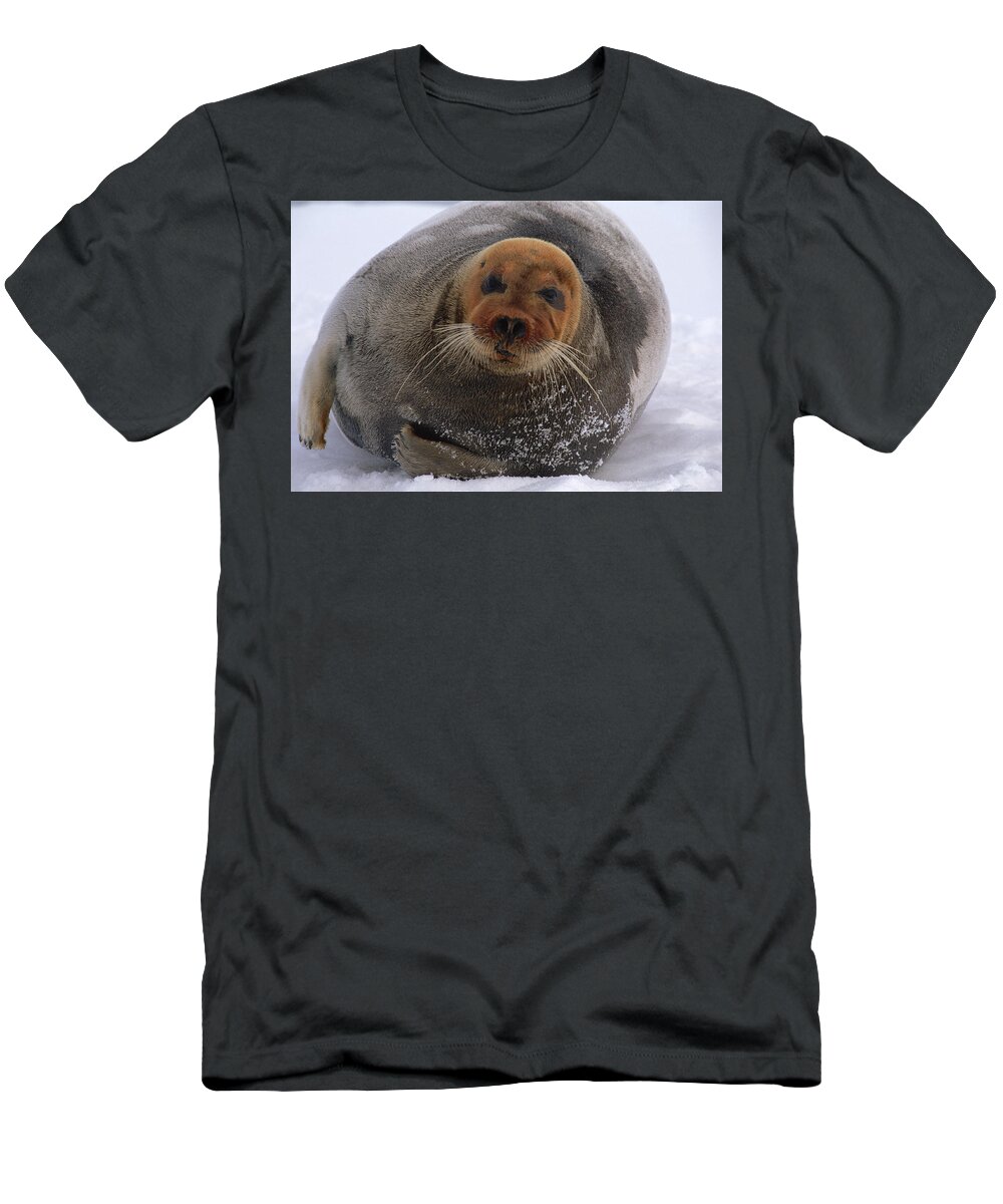 Mp T-Shirt featuring the photograph Bearded Seal Erignathus Barbatus Adult by Flip Nicklin