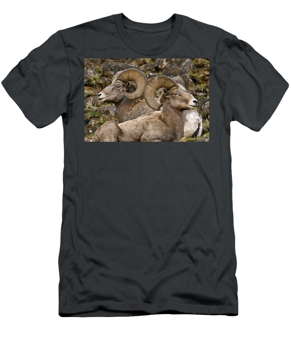 Biggs Rams T-Shirt featuring the photograph Biggs Rams by Wes and Dotty Weber