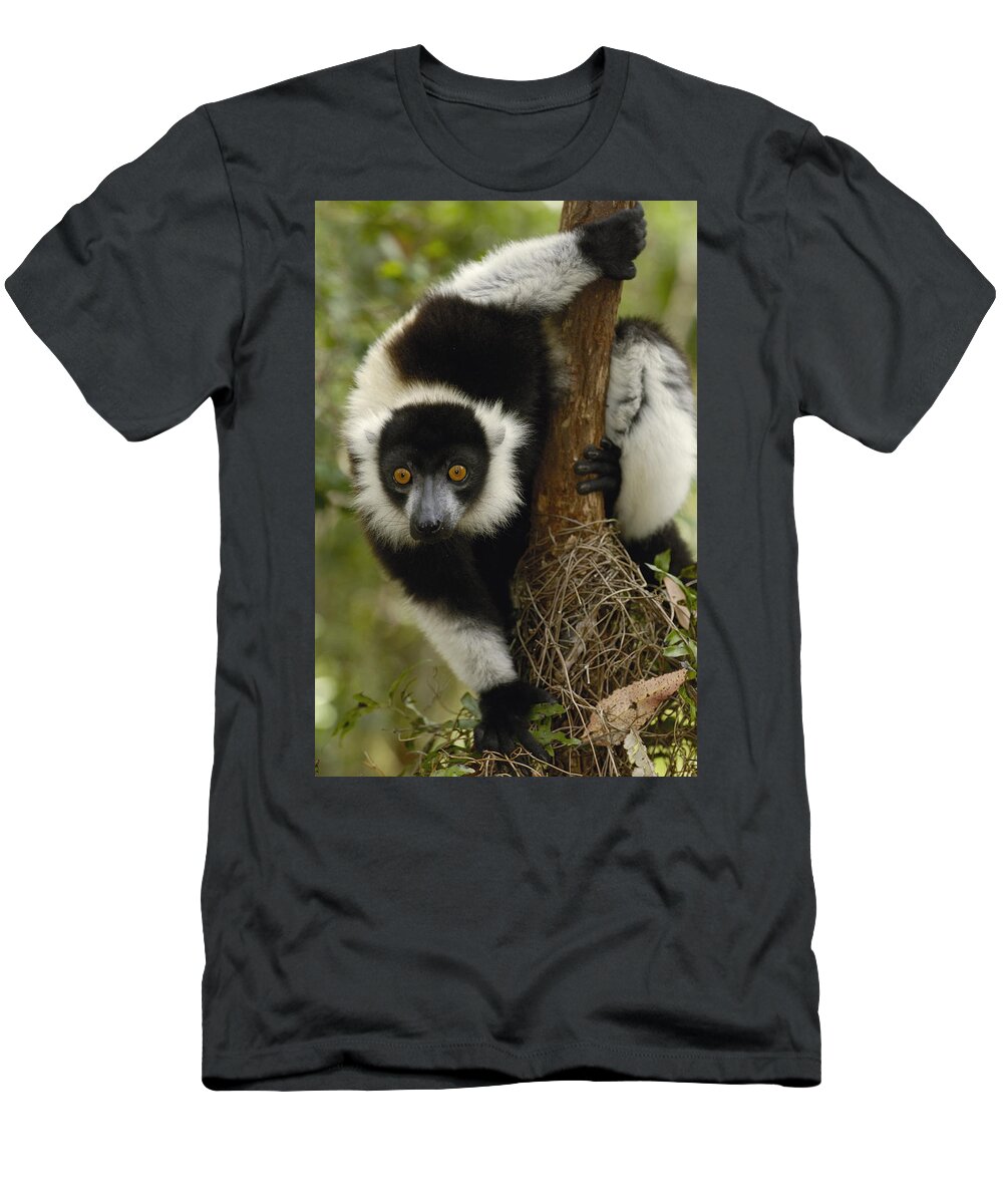 Mp T-Shirt featuring the photograph Black And White Ruffed Lemur Varecia by Pete Oxford