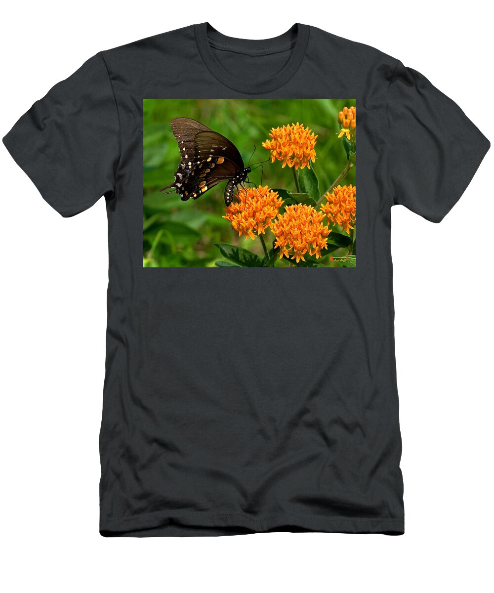 Insect T-Shirt featuring the photograph Black Swallowtail Visiting Butterfly Weed DIN012 by Gerry Gantt