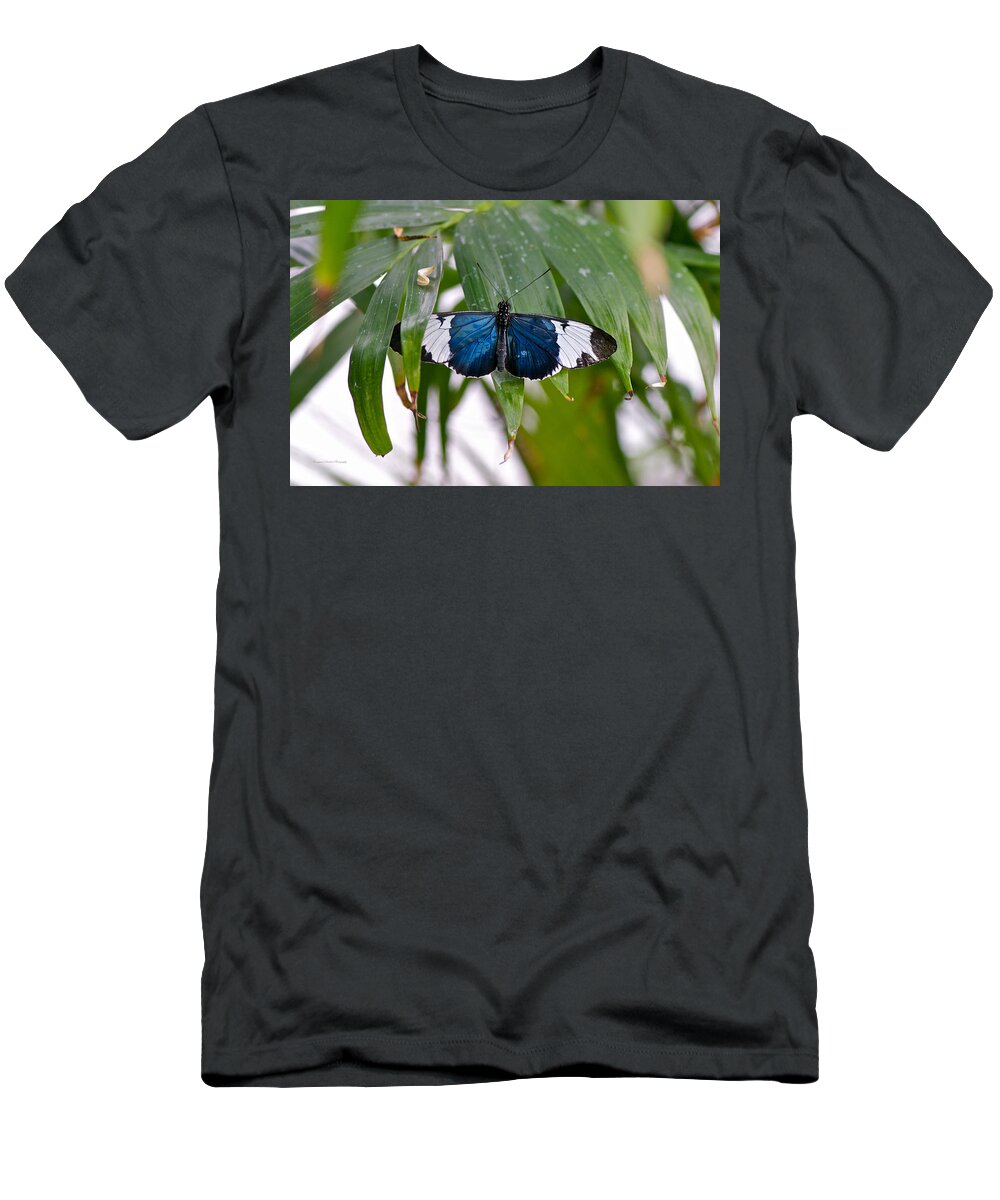 Butterfly T-Shirt featuring the photograph Blue and White Butterfly by Constance Sanders