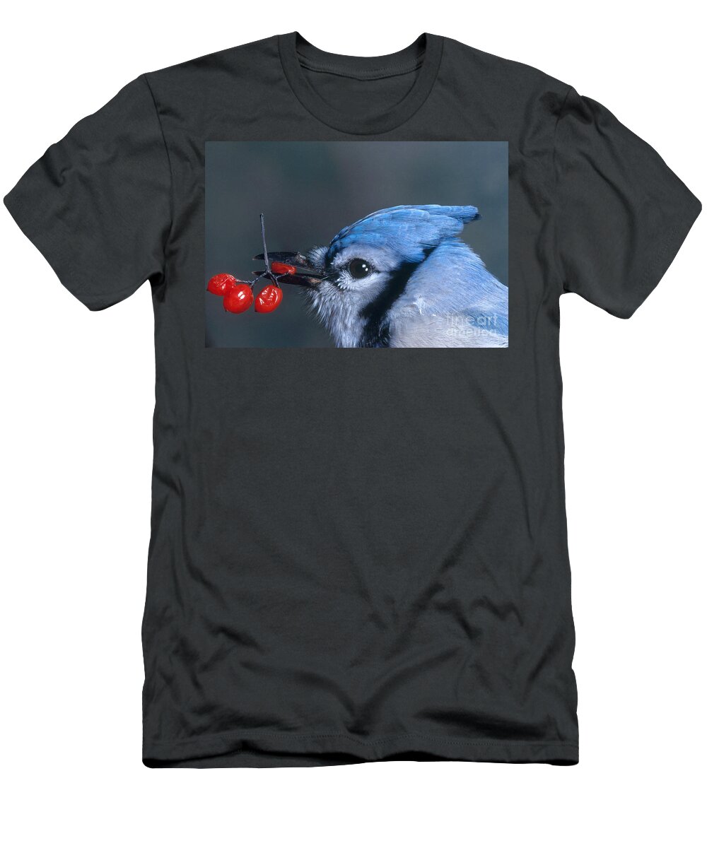 Nature T-Shirt featuring the photograph Blue Jay by Photo Researchers, Inc.