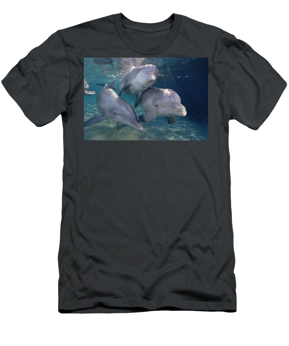 Mp T-Shirt featuring the photograph Bottlenose Dolphin Trio Hawaii by Flip Nicklin