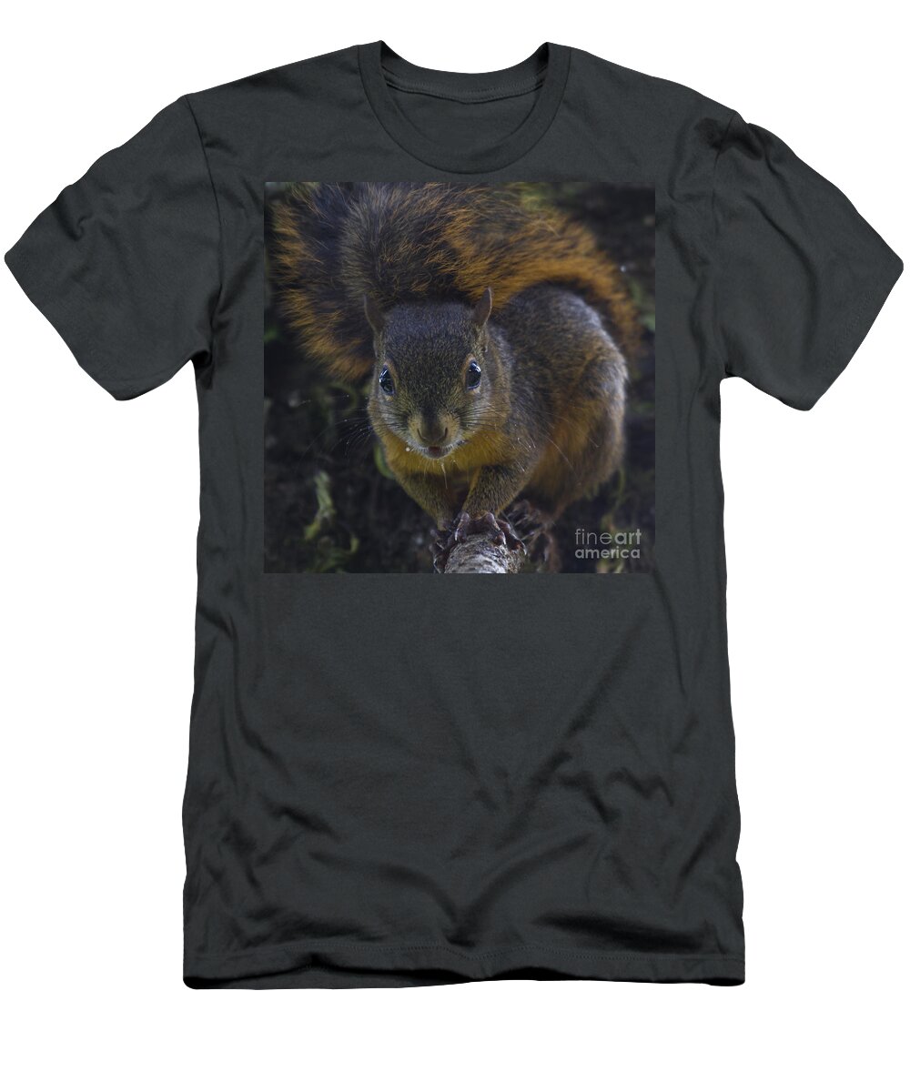 Squirrel T-Shirt featuring the photograph Can I eat the Camera by Heiko Koehrer-Wagner