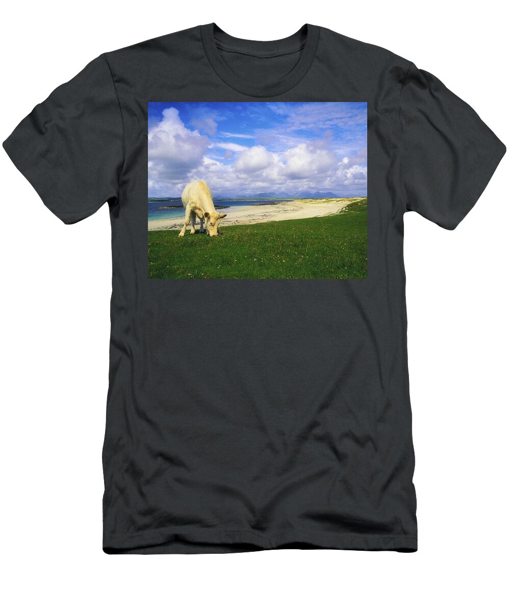 Beach T-Shirt featuring the photograph Charolais Cow, Mannin Bay, Co Galway by The Irish Image Collection 