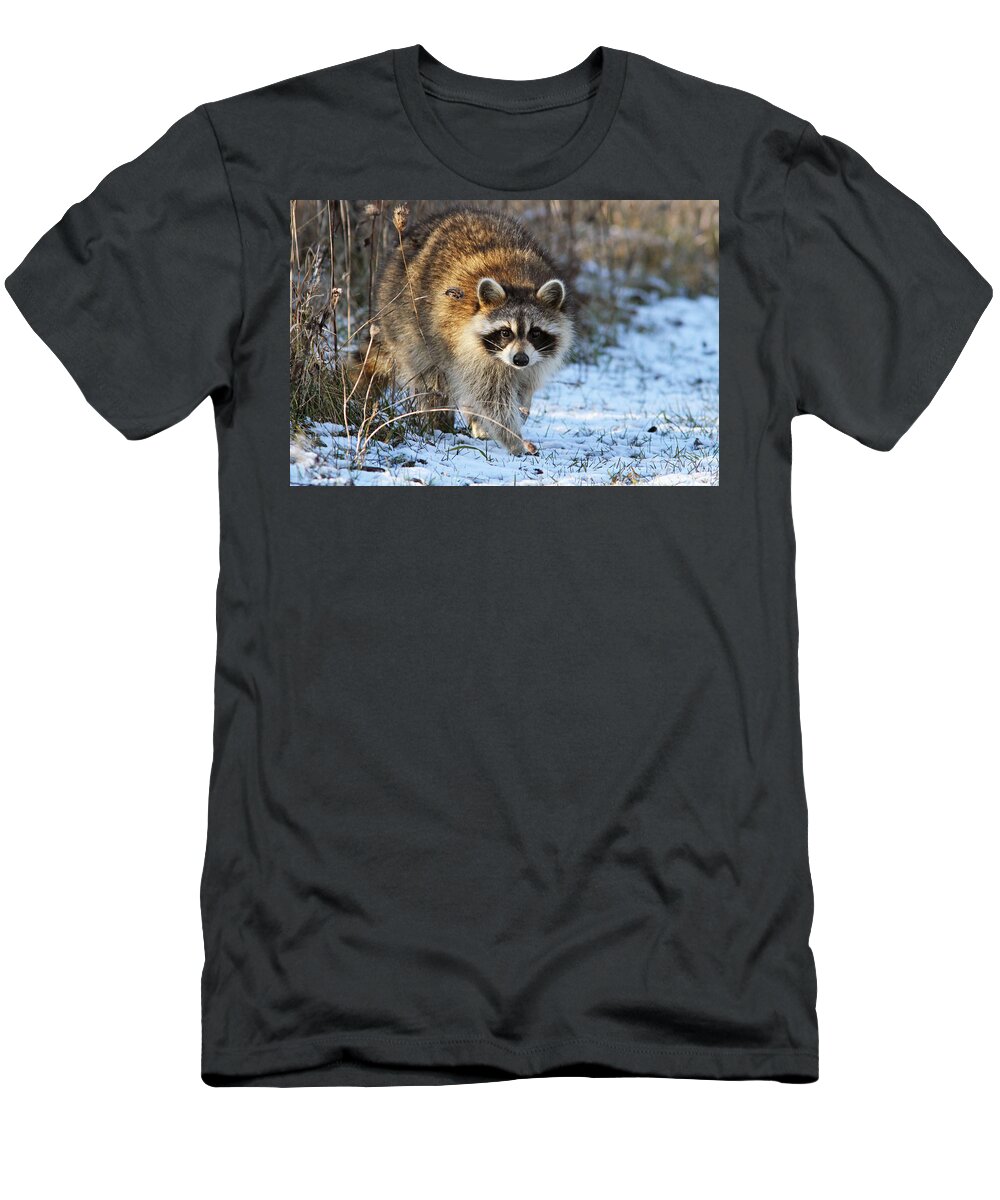 Banditos T-Shirt featuring the photograph Common Raccoon by Mircea Costina Photography