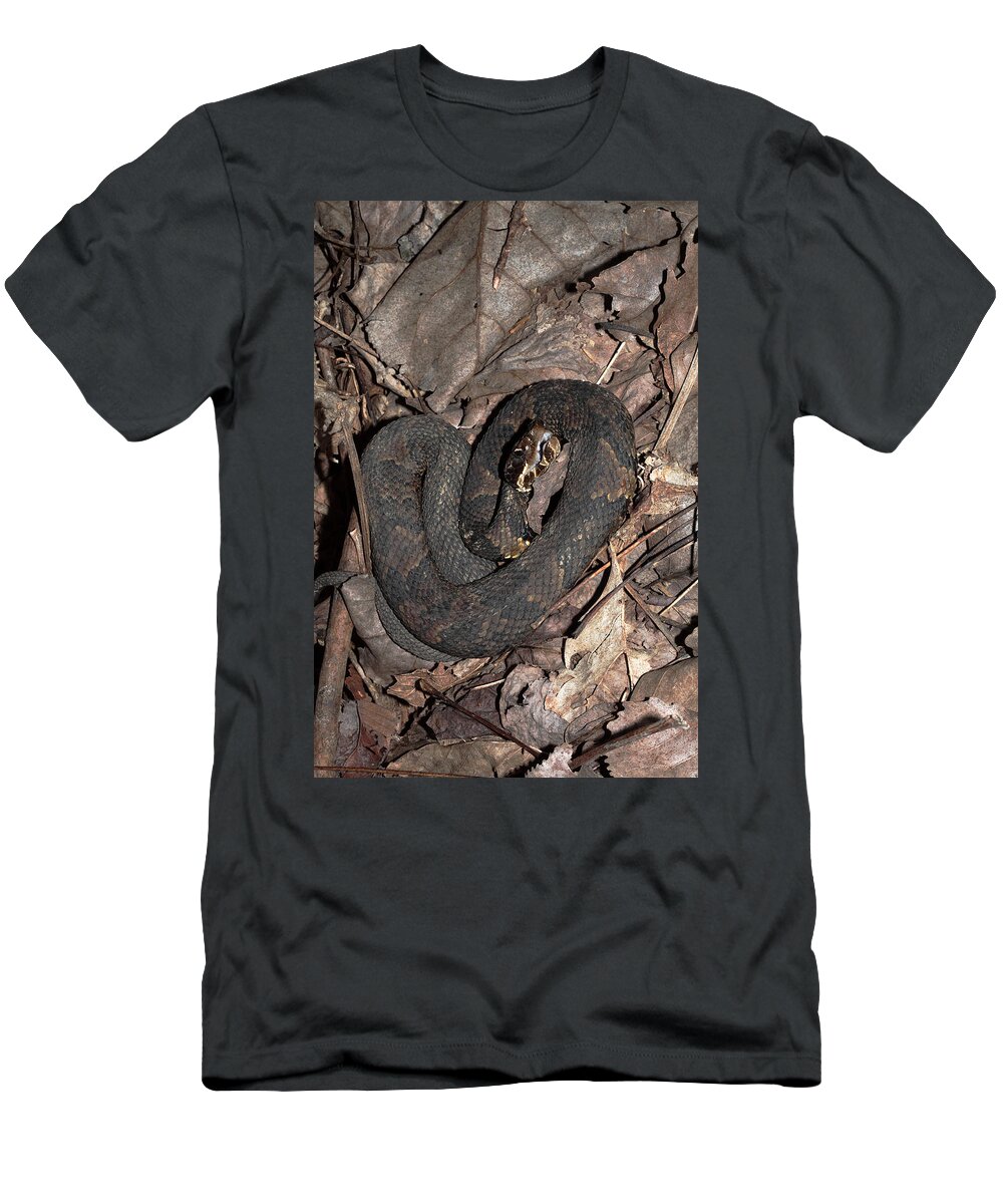 Agkistrodon Piscivorus T-Shirt featuring the photograph Cottonmouth by Daniel Reed