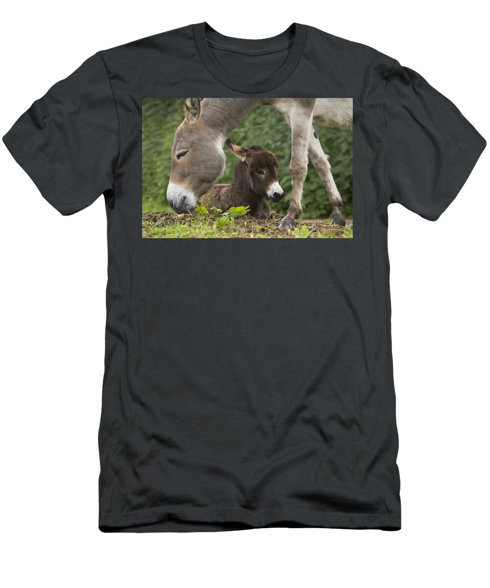 Mp T-Shirt featuring the photograph Donkey Equus Asinus Adult With Foal by Konrad Wothe