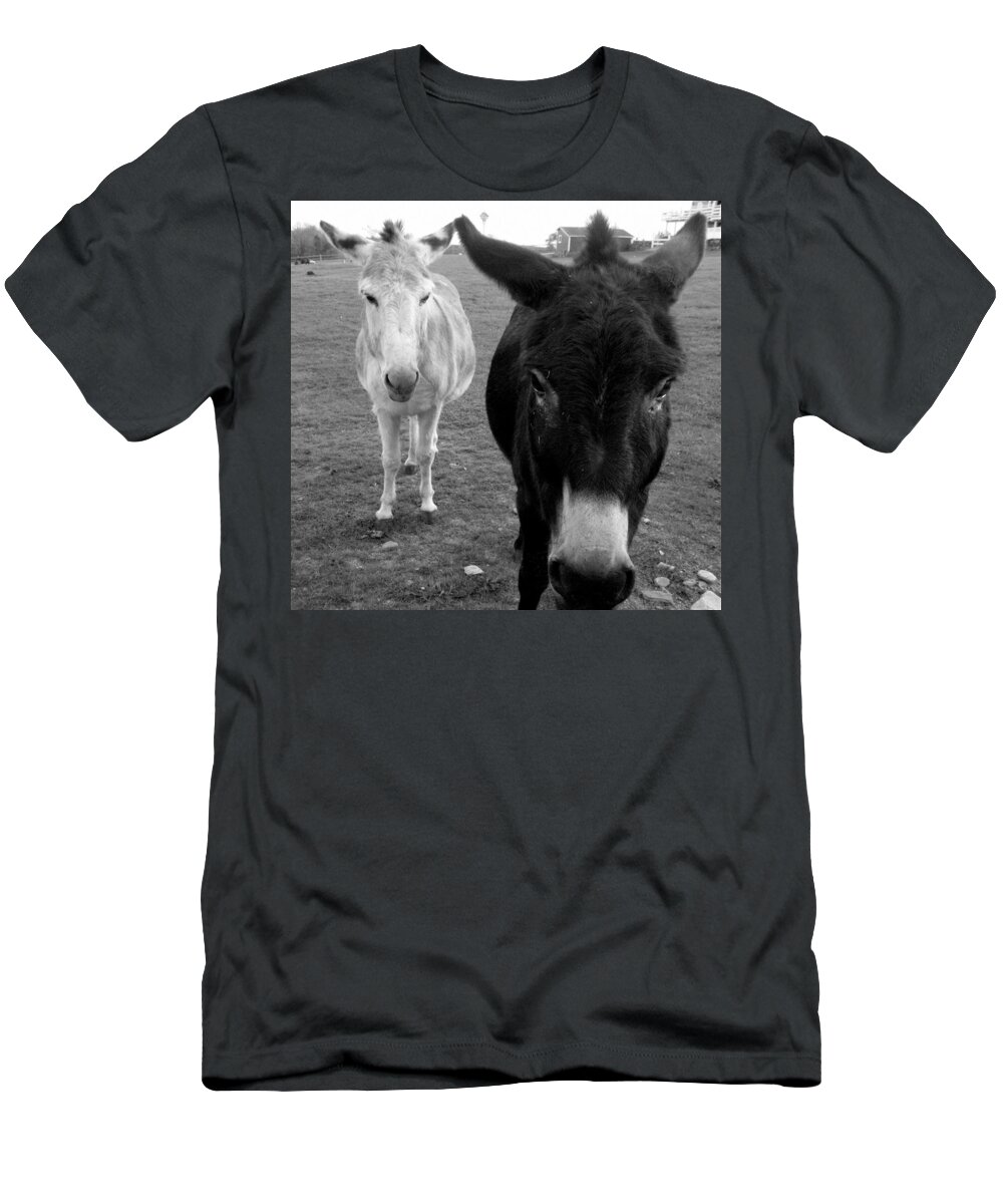 Donkeys T-Shirt featuring the photograph Donks by Kim Galluzzo Wozniak