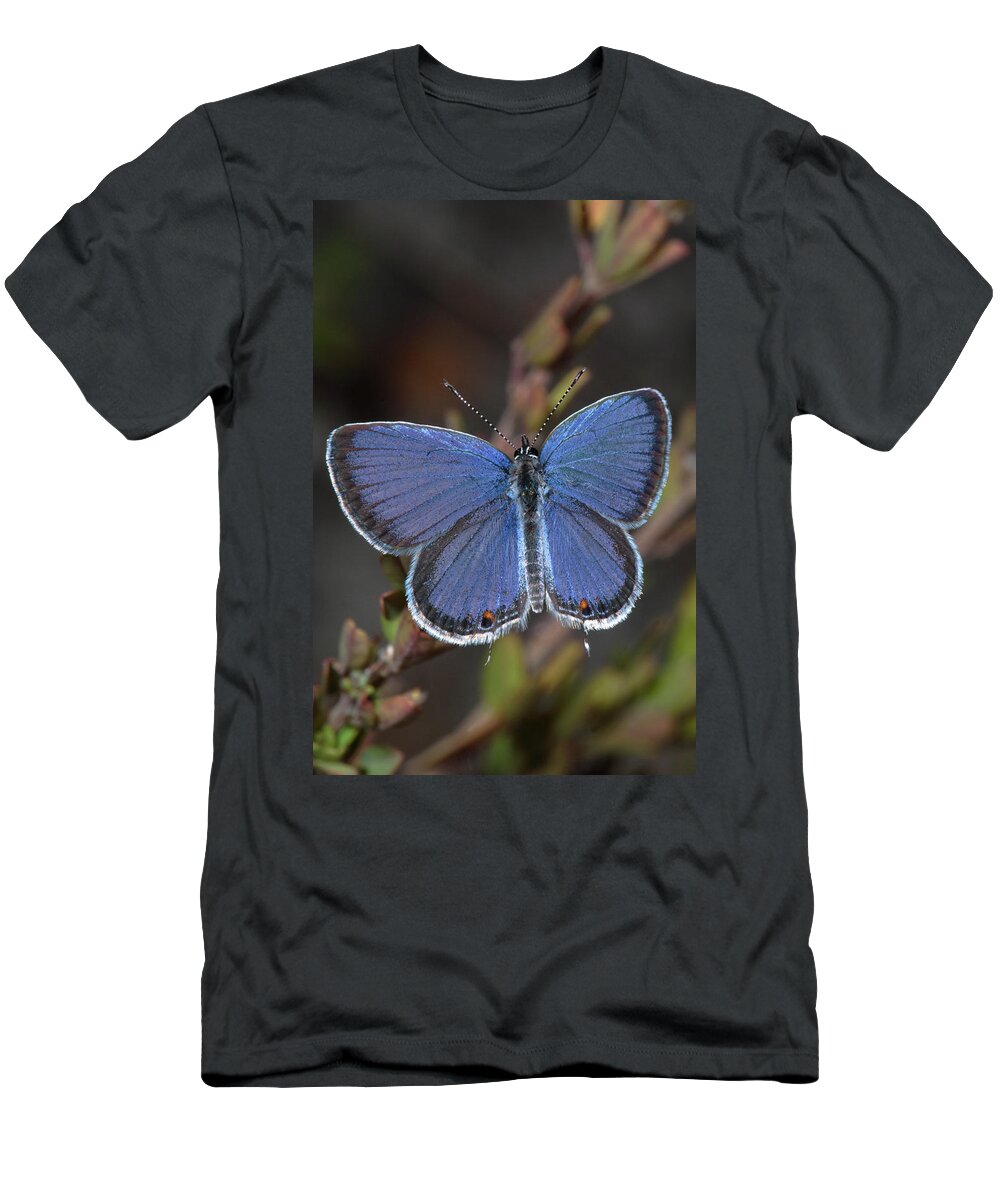 Eastern Tailed Blue T-Shirt featuring the photograph Eastern Tailed Blue Butterfly by Daniel Reed