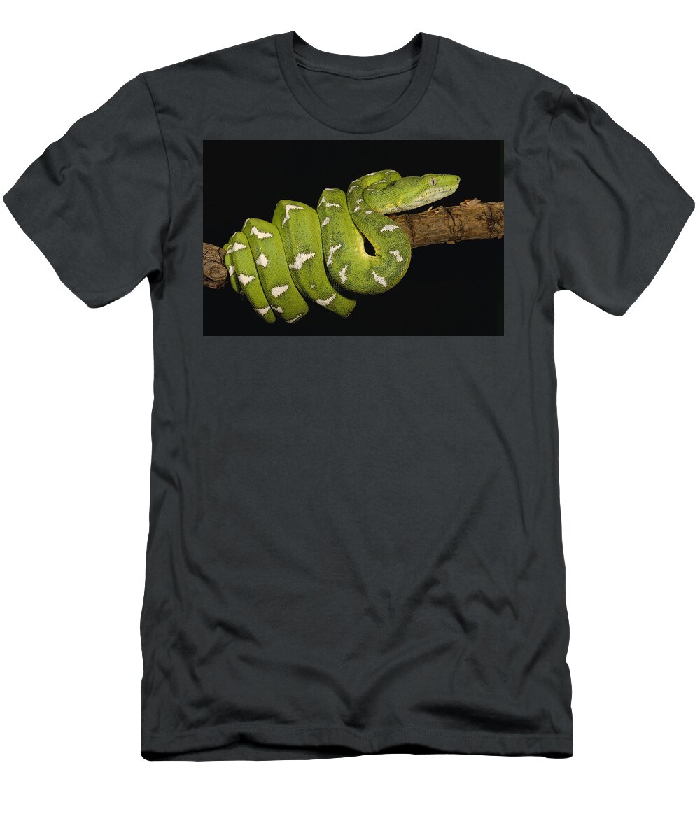 Mp T-Shirt featuring the photograph Emerald Tree Boa Corallus Caninus by Pete Oxford