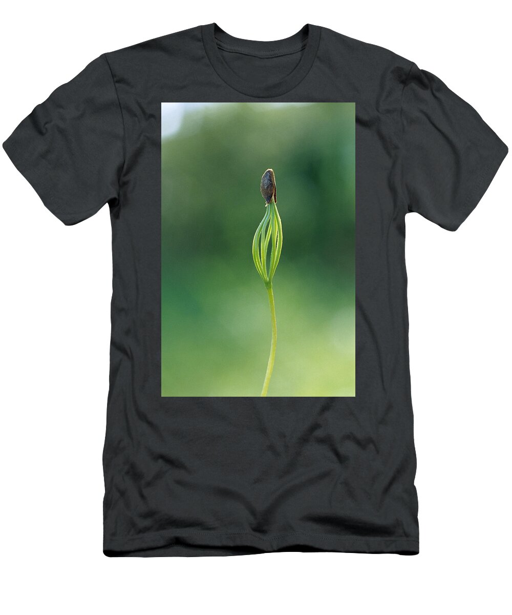 Mp T-Shirt featuring the photograph European Larch Larix Decidua Sprout by Konrad Wothe