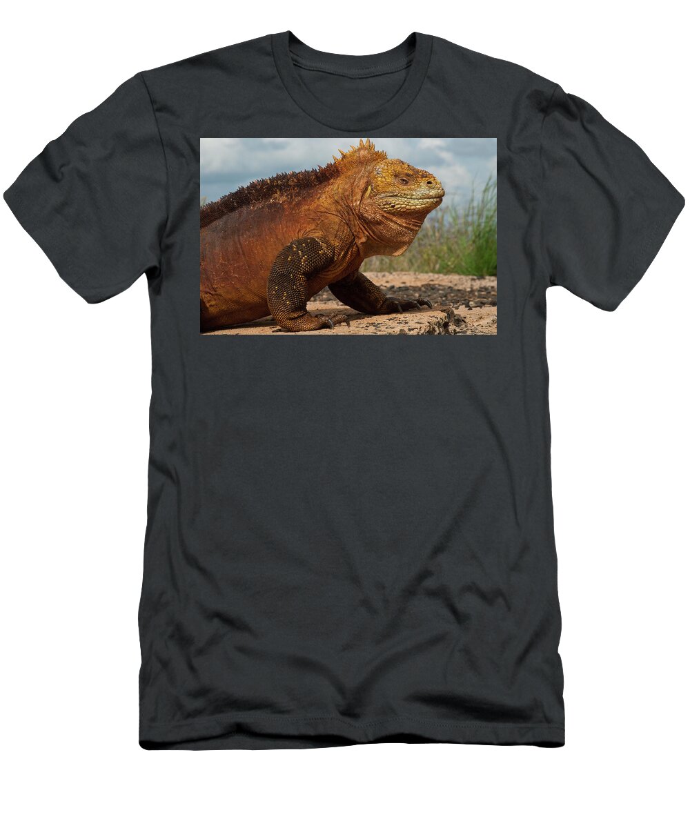 Mp T-Shirt featuring the photograph Galapagos Land Iguana by Pete Oxford
