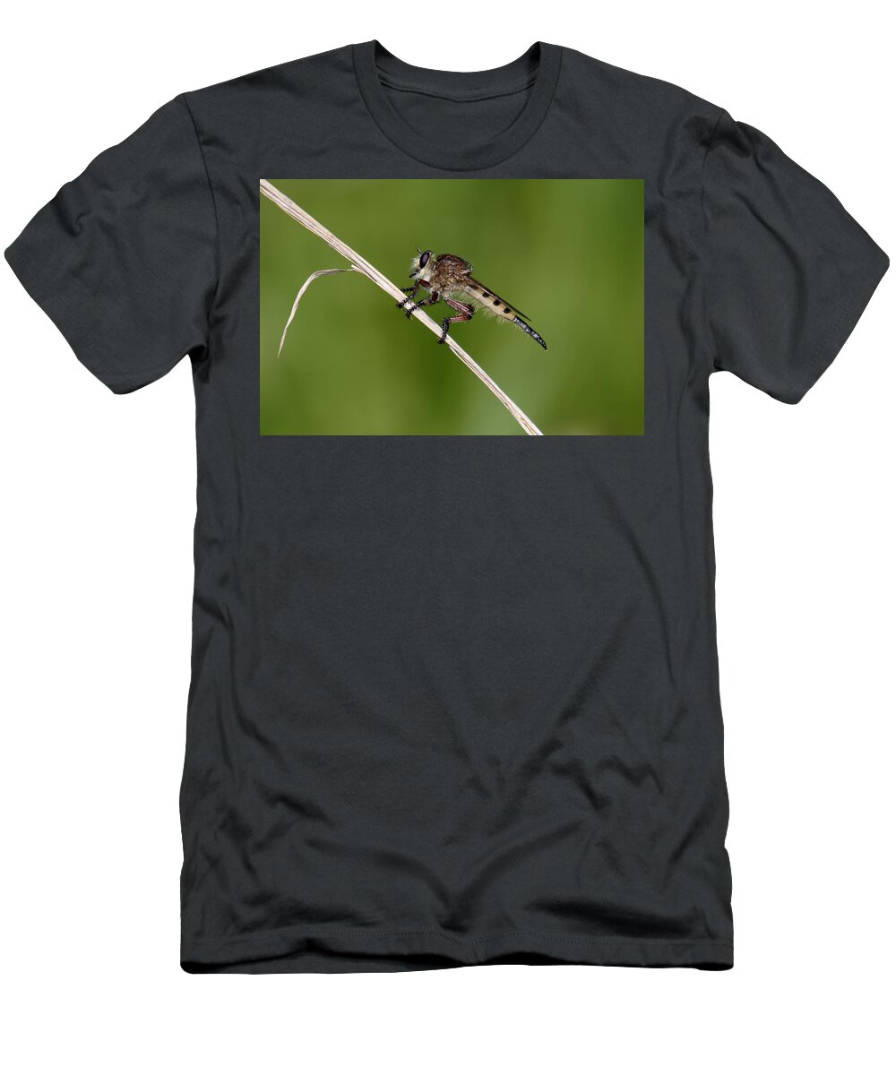 Nature T-Shirt featuring the photograph Giant Robber Fly - Promachus hinei by Daniel Reed