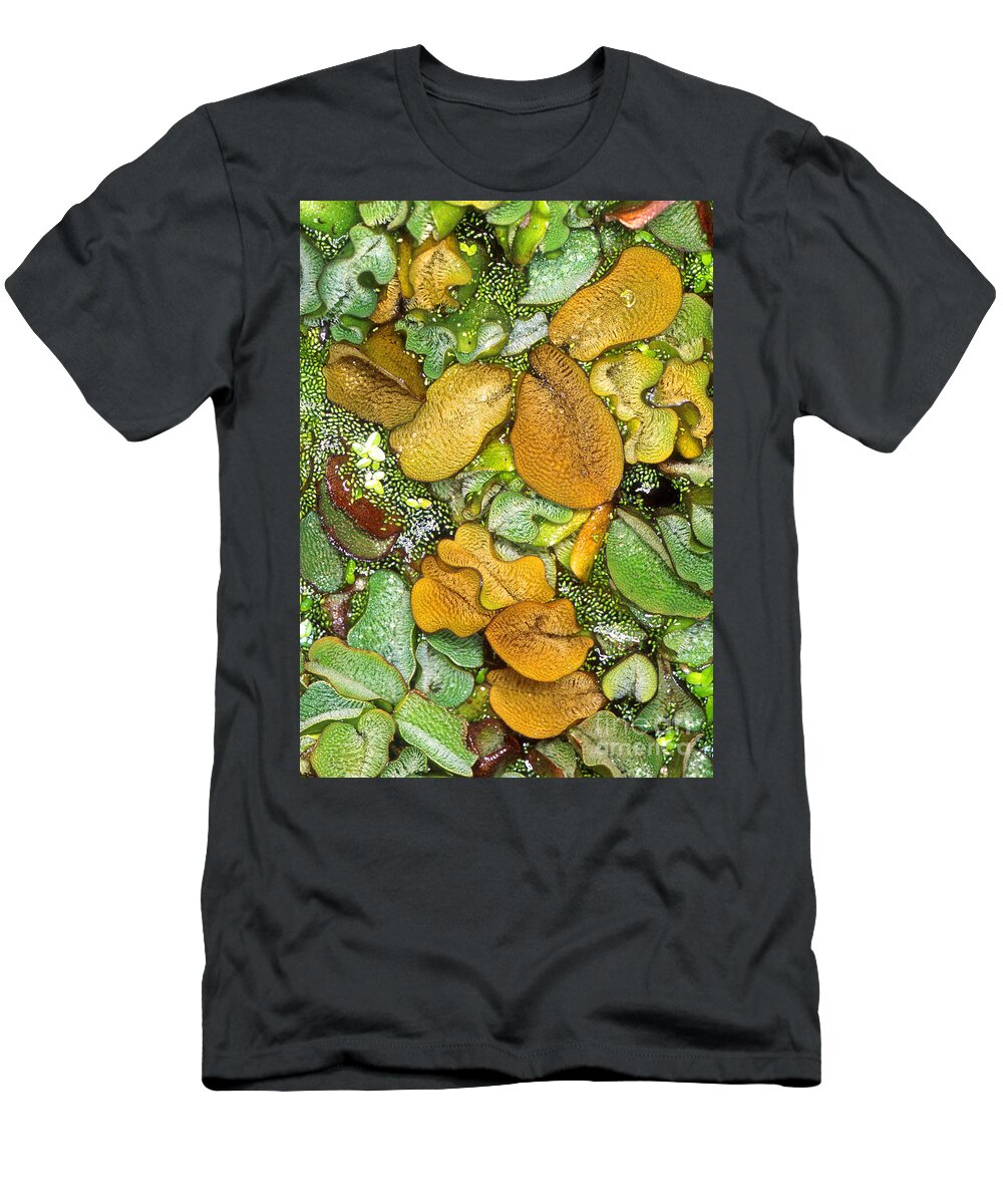 Giant Salvinia T-Shirt featuring the photograph Giant Salvinia by Science Source