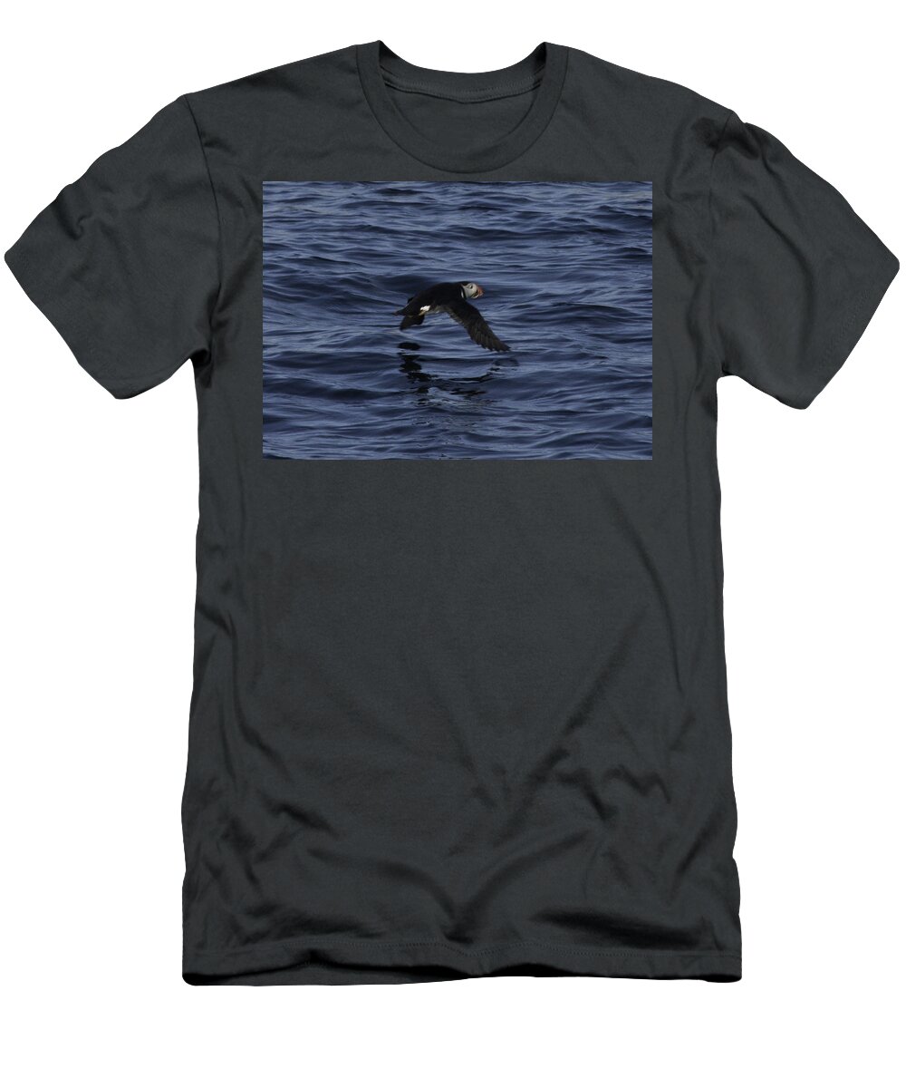 Atlantic Puffin T-Shirt featuring the photograph Gliding Puffin by Daniel Hebard