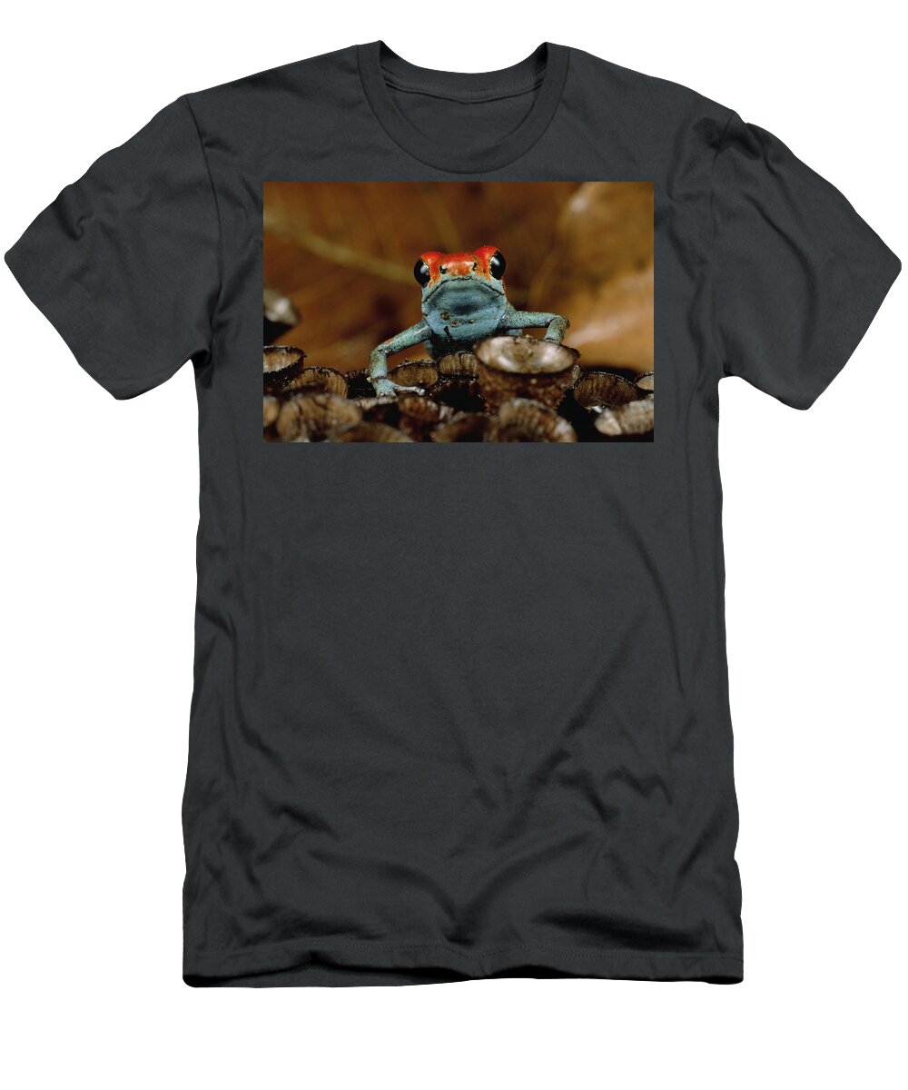 Mp T-Shirt featuring the photograph Granular Poison Dart Frog Dendrobates by Mark Moffett