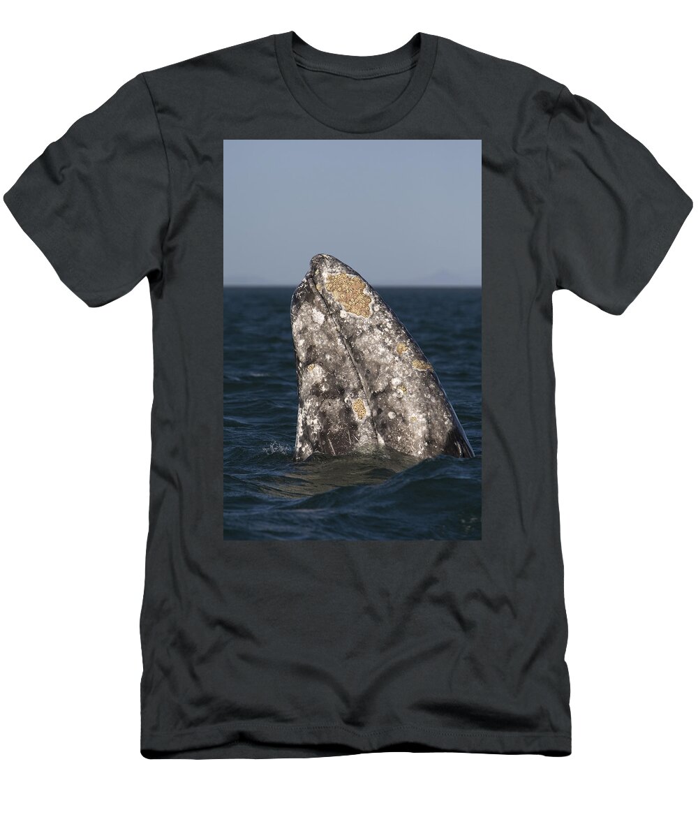 00429908 T-Shirt featuring the photograph Gray Whale Spyhopping San Ignacio by Suzi Eszterhas
