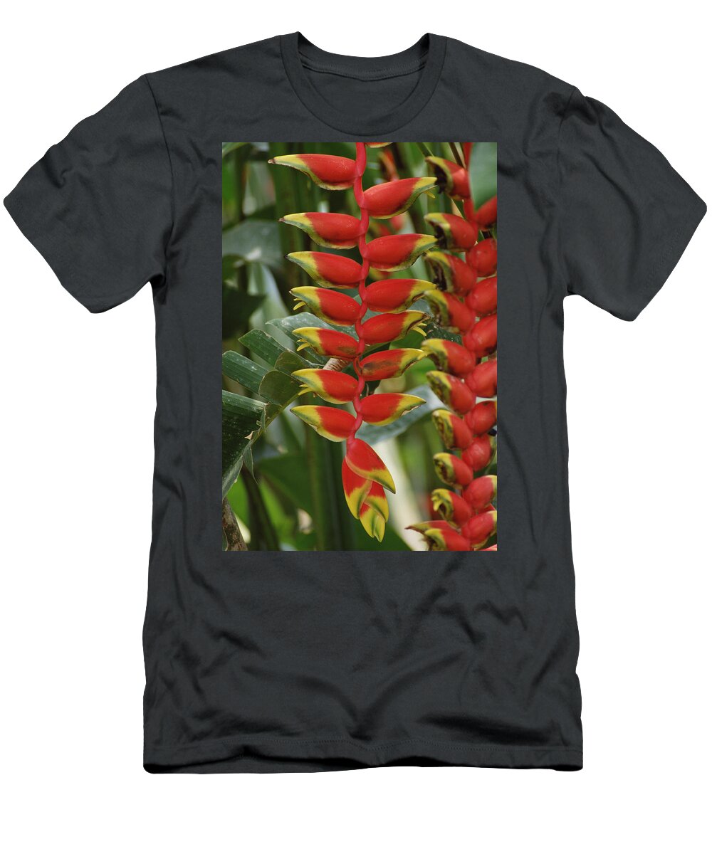 Mp T-Shirt featuring the photograph Hanging Heliconia Heliconia Rostrata by Gerry Ellis
