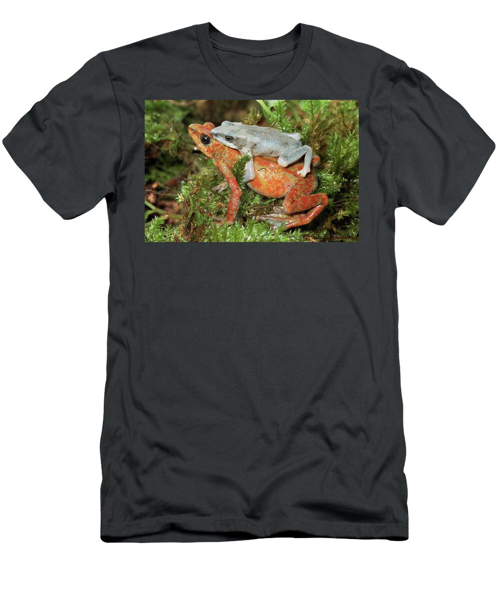 Mp T-Shirt featuring the photograph Harlequin Frog Atelopus Varius Pair by Michael & Patricia Fogden