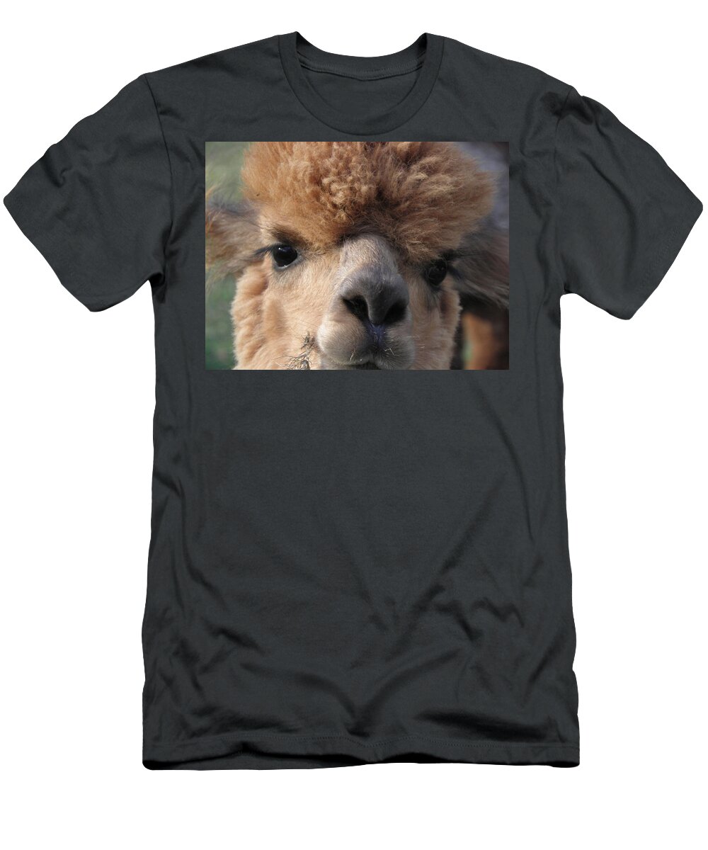 Alpaca T-Shirt featuring the photograph Hello can I help you by Kim Galluzzo Wozniak