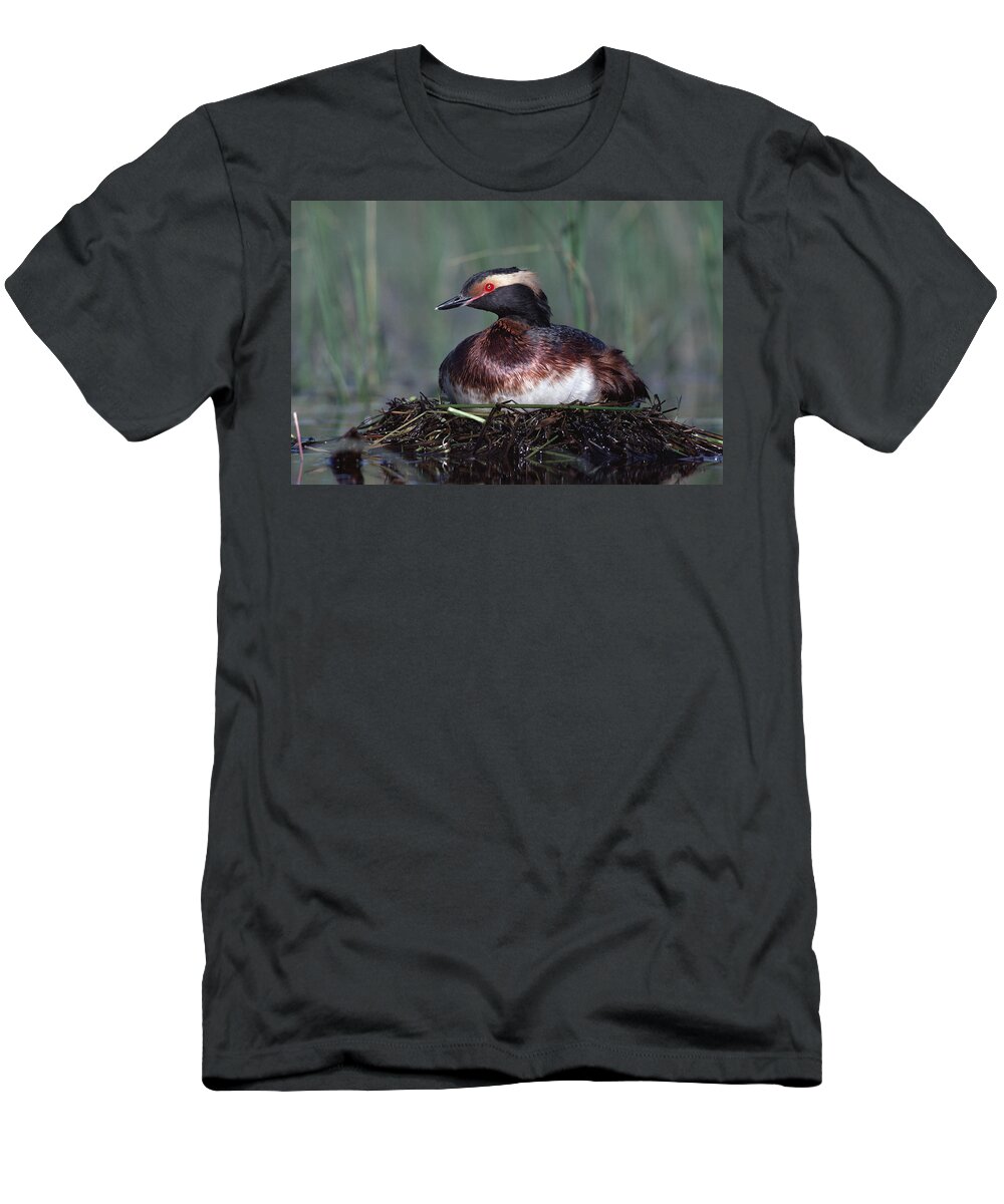 00171877 T-Shirt featuring the photograph Horned Grebe Parent Incubating Eggs by Tim Fitzharris