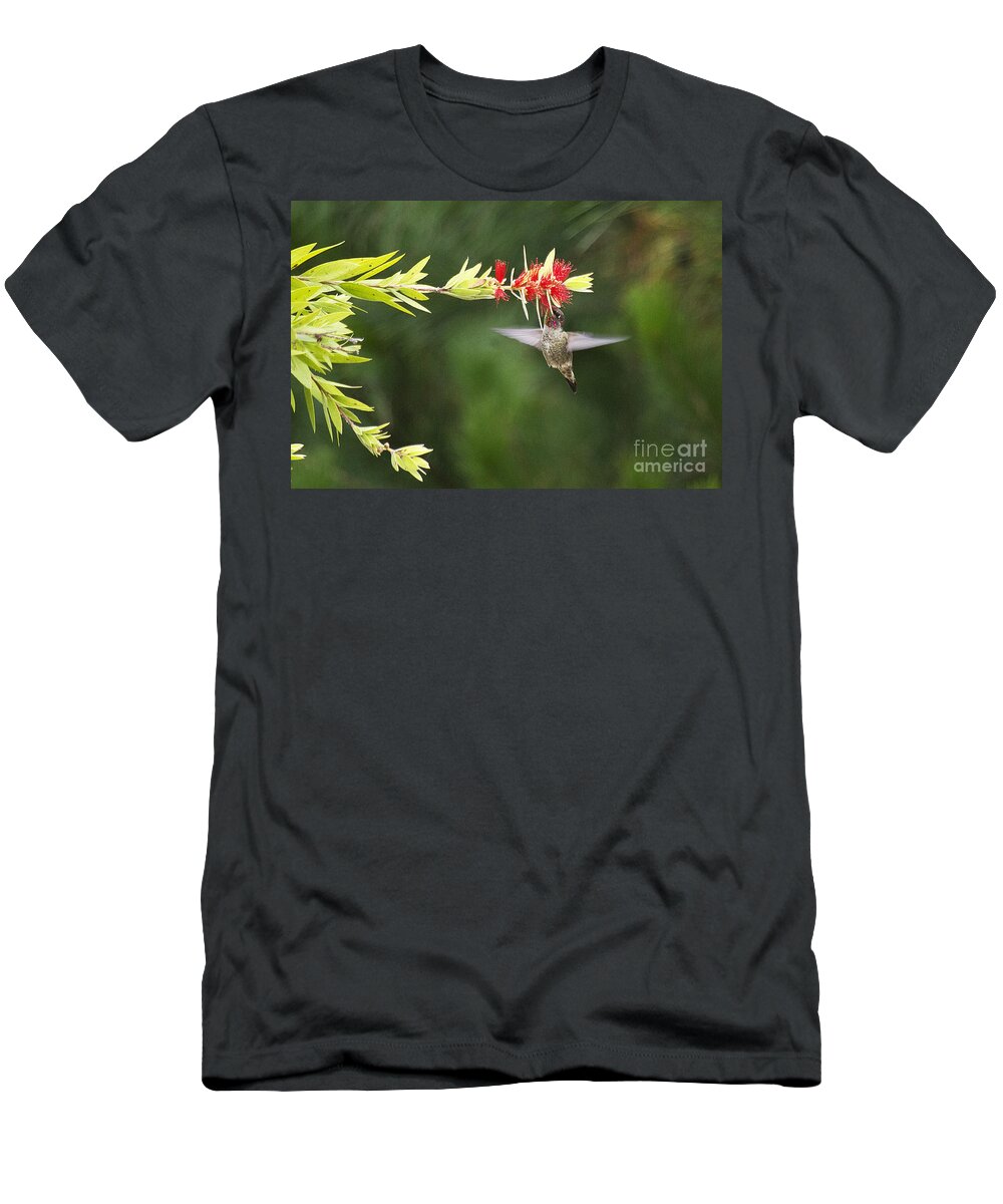 Hummingbird T-Shirt featuring the photograph Hummingbird and Bottlebrush by Jim And Emily Bush