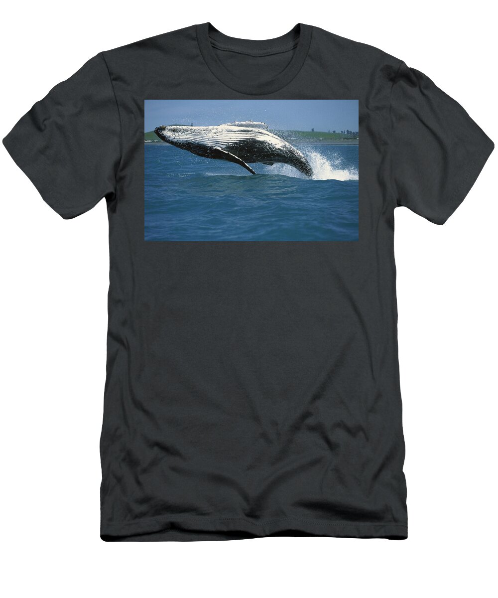 Hhh T-Shirt featuring the photograph Humpback Whale Megaptera Novaeangliae by Barbara Todd