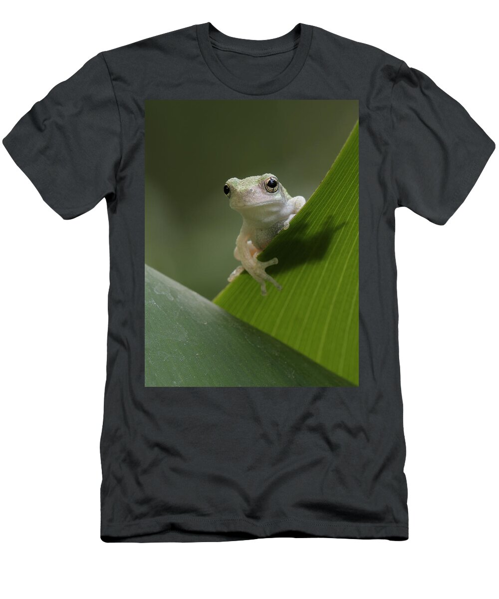 Grey Treefrog T-Shirt featuring the photograph Juvenile Grey Treefrog by Daniel Reed