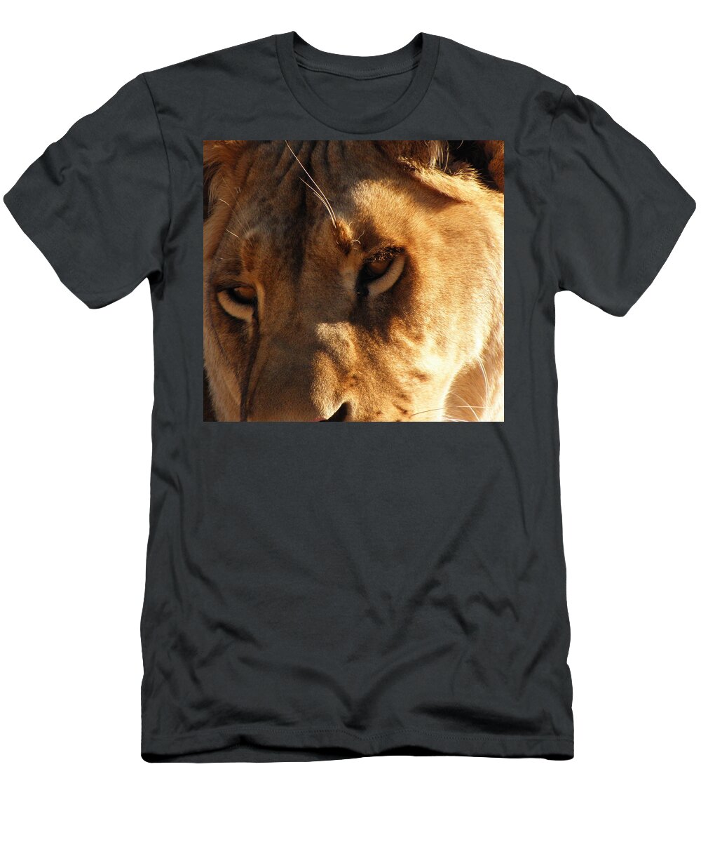 Lion T-Shirt featuring the photograph Kumba the Lioness by Kim Galluzzo