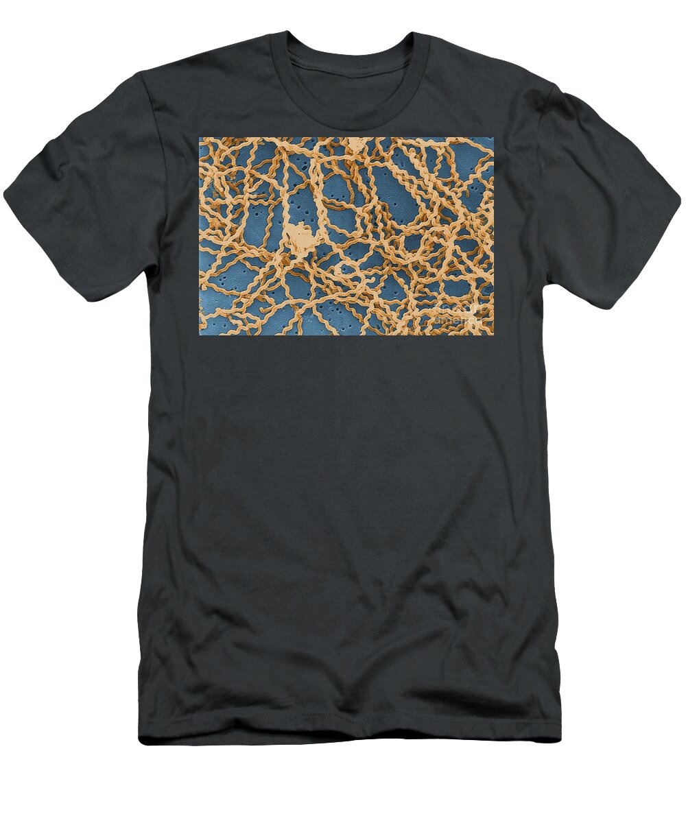 Spirochete T-Shirt featuring the photograph Leptospira by Science Source