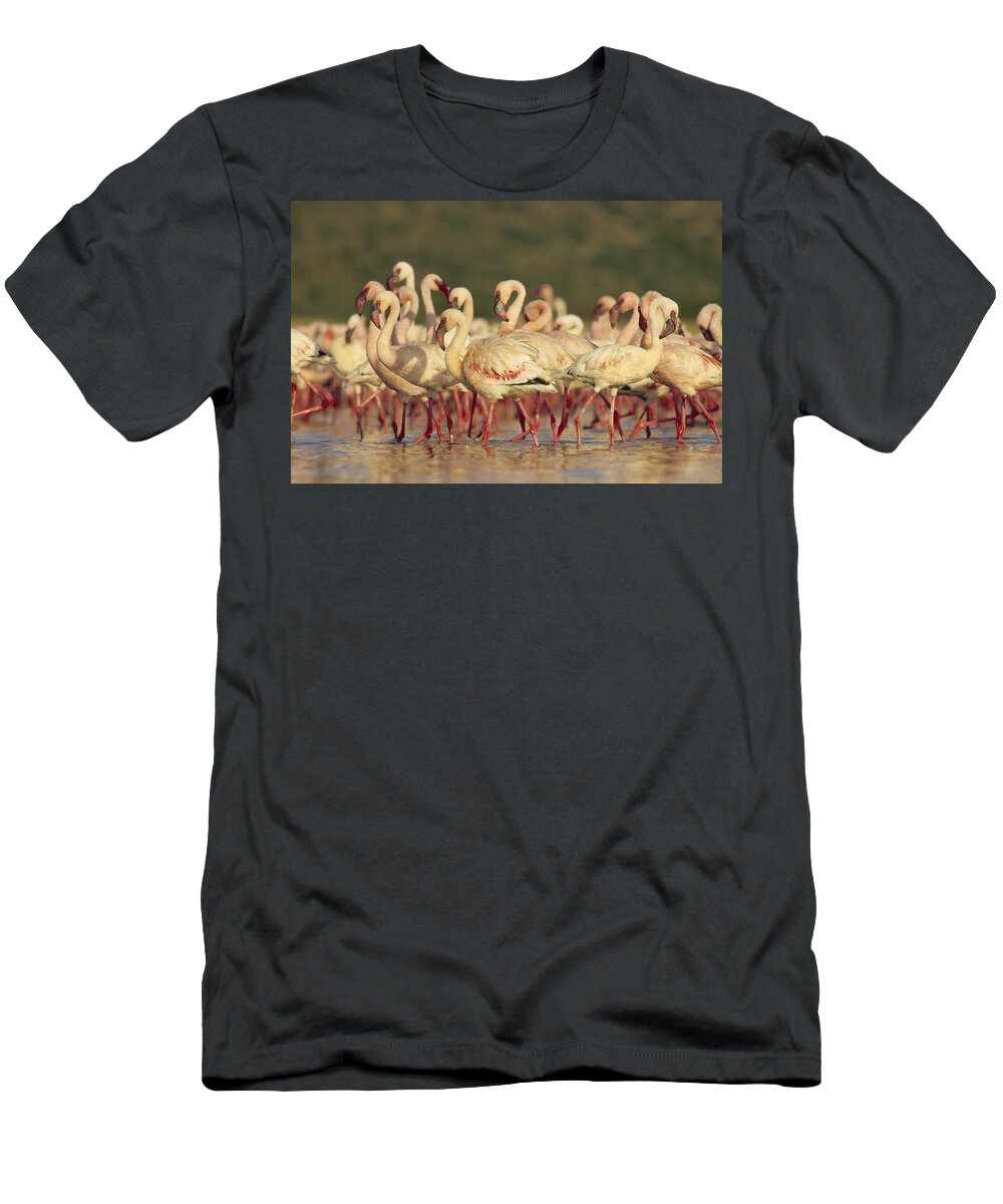 00172095 T-Shirt featuring the photograph Lesser Flamingo Group Parading by Tim Fitzharris