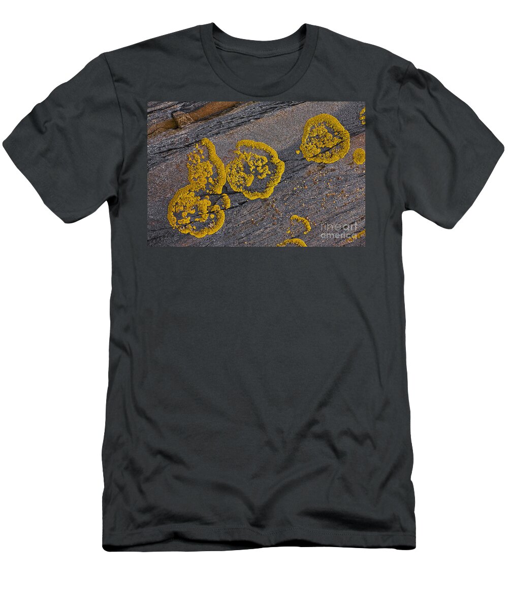 Lichen T-Shirt featuring the photograph Lichen Pattern Series - 52 by Heiko Koehrer-Wagner