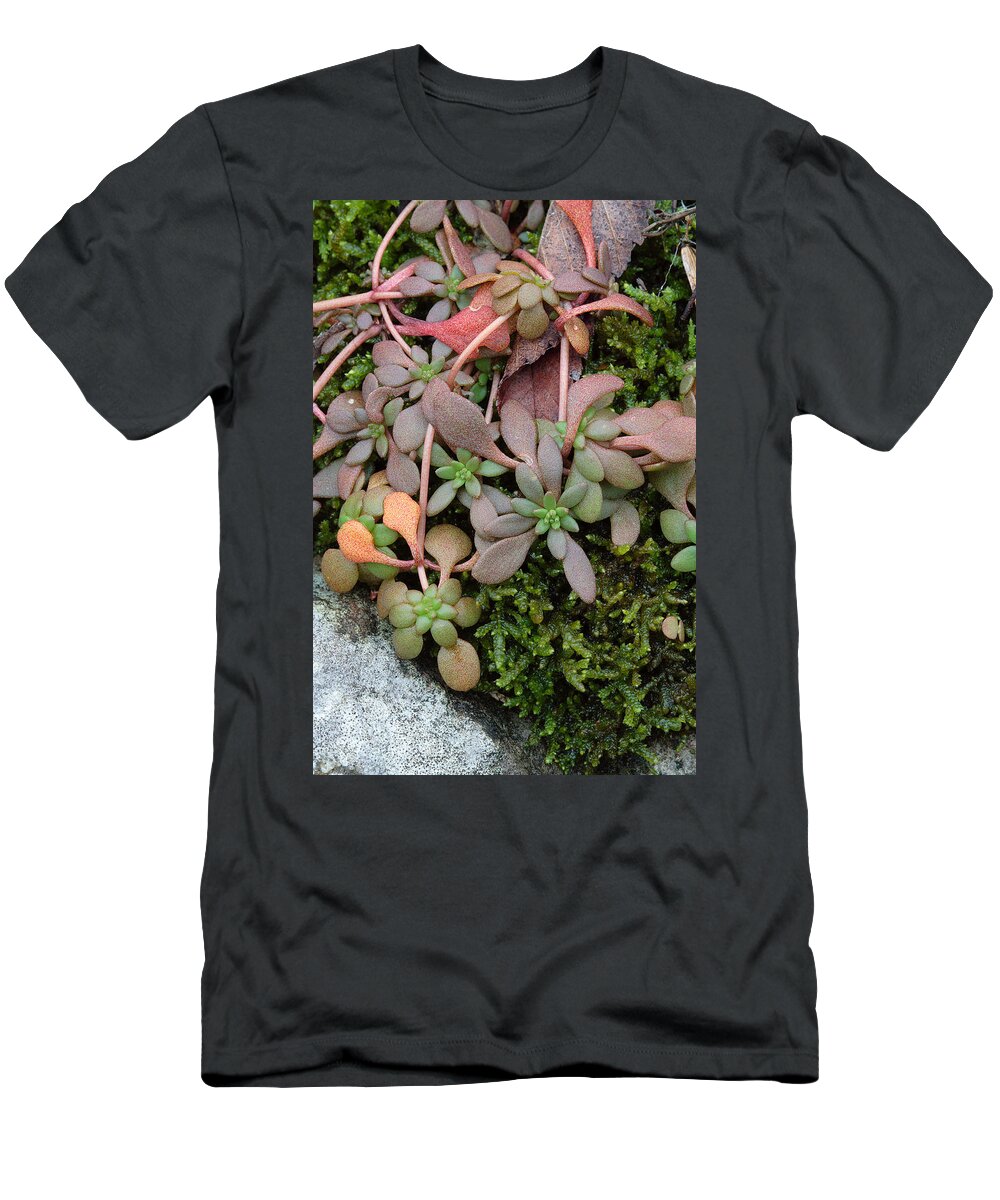 Sedum Pulchellum T-Shirt featuring the photograph Lime Stonecrop Leaves In Winter by Daniel Reed