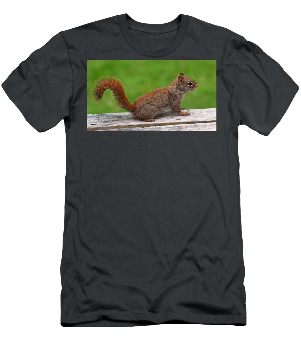 Squirrel T-Shirt featuring the photograph Little Red by Jeff Galbraith
