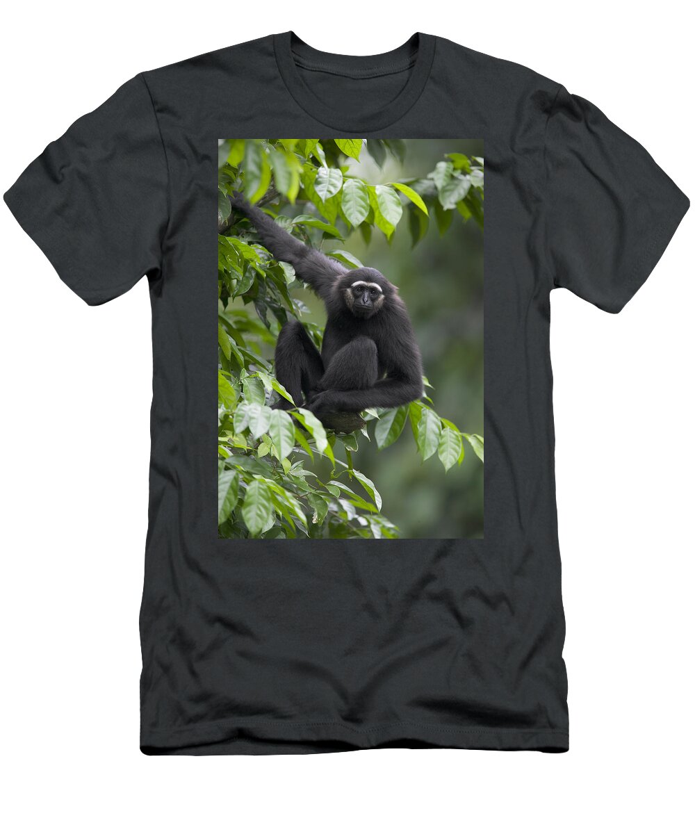 Mp T-Shirt featuring the photograph Mllers Bornean Gibbon Hylobates by Cyril Ruoso