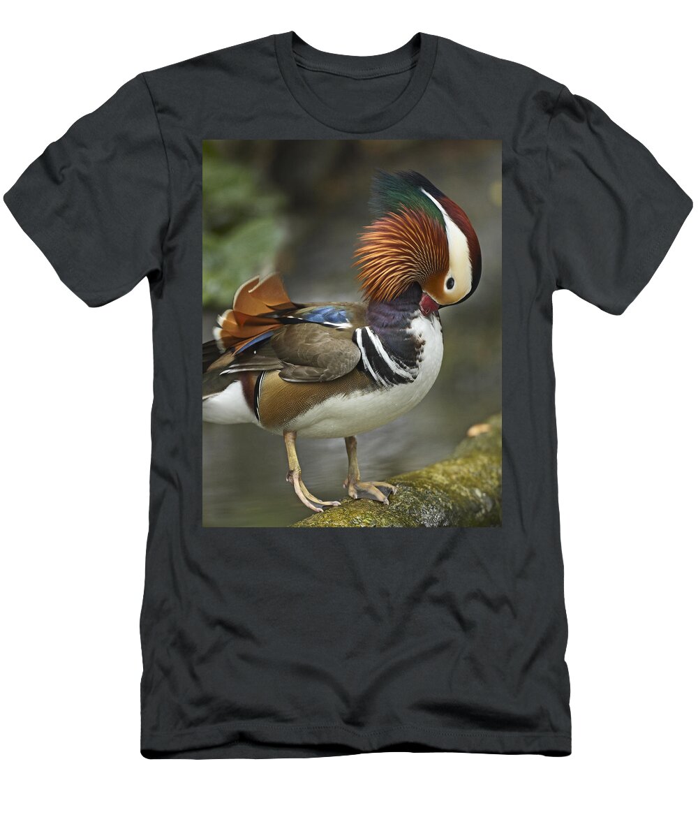 00486937 T-Shirt featuring the photograph Mandarin Duck Male Preening Jurong Bird by Tim Fitzharris