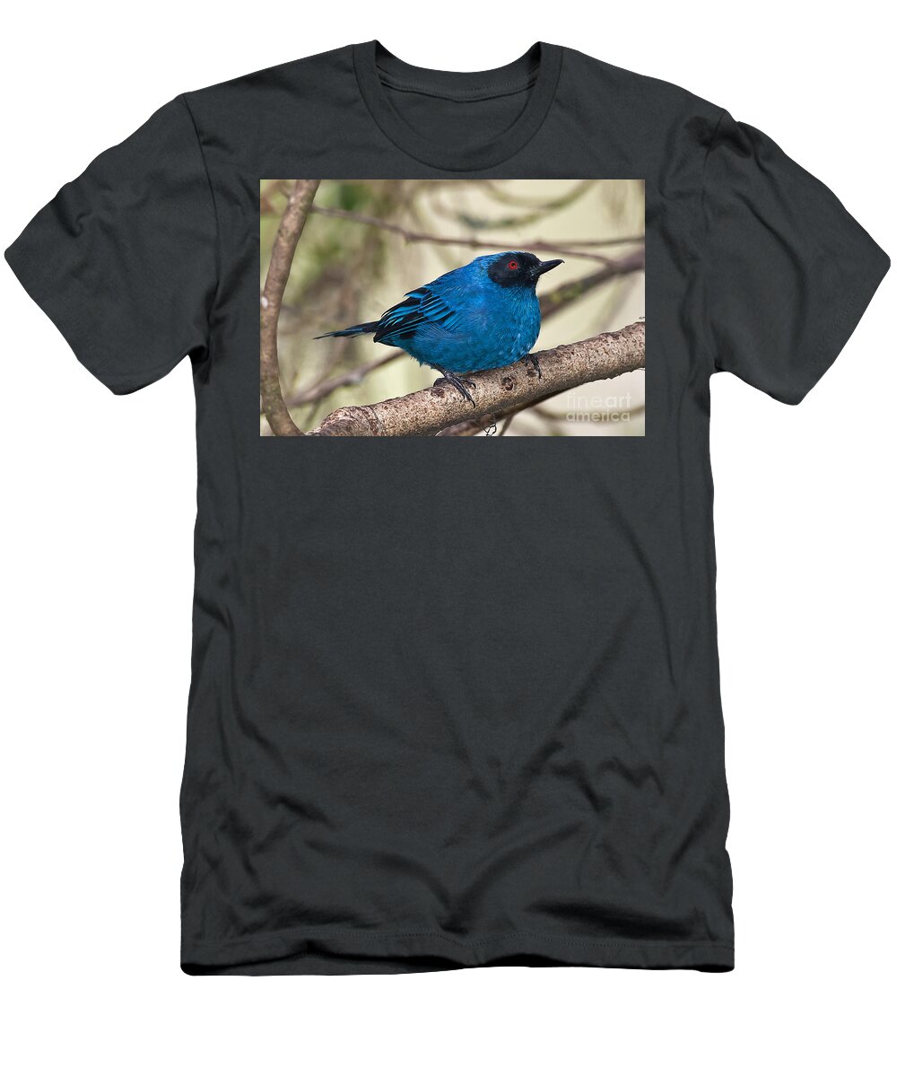 Animal T-Shirt featuring the photograph Masked Flowerpiercer by Jean-Luc Baron