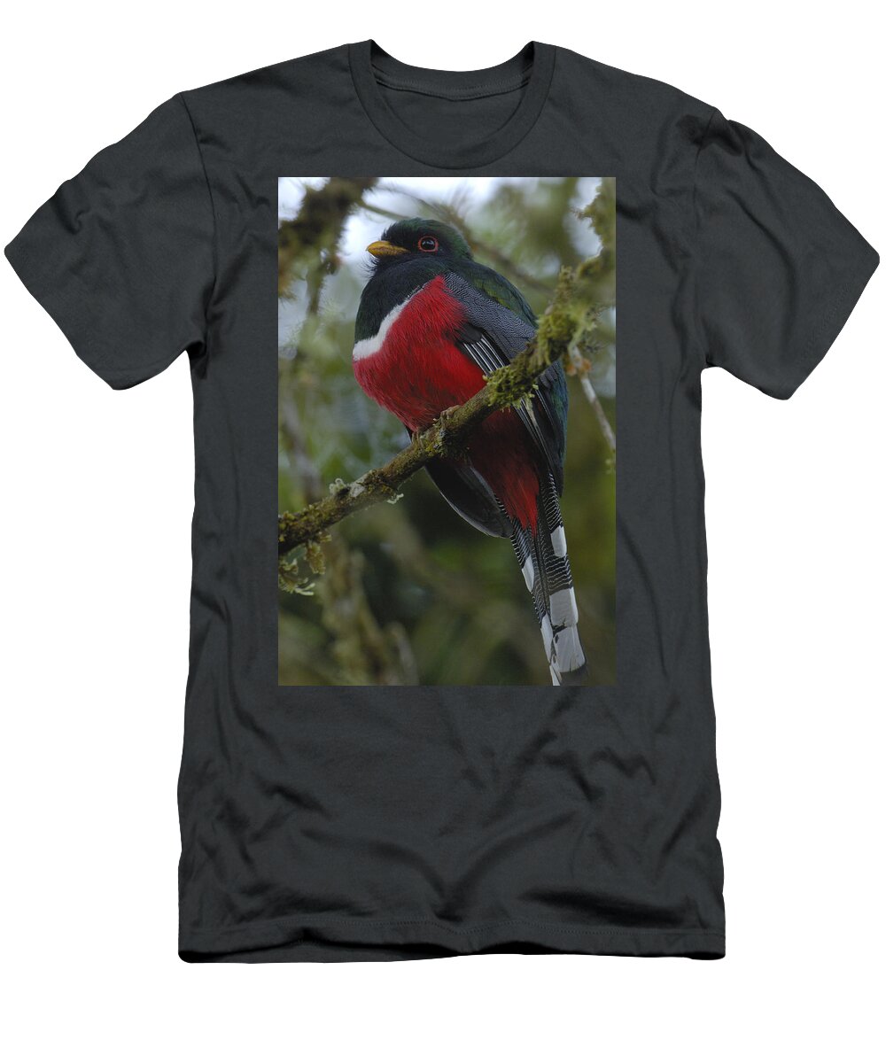 Mp T-Shirt featuring the photograph Masked Trogon Trogon Personatus Male by Pete Oxford