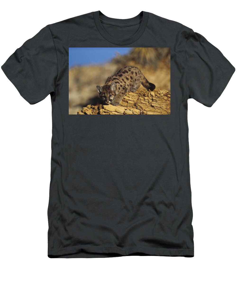 Mp T-Shirt featuring the photograph Mountain Lion Kitten With Speckled Coat by Tim Fitzharris